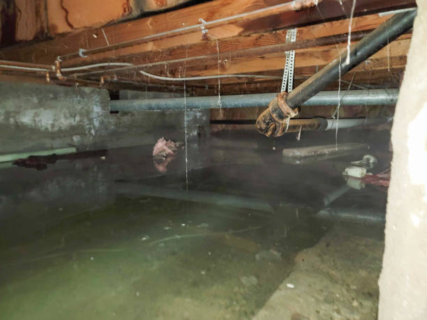 Best Mold removal after water damage  in Woodstock, GA